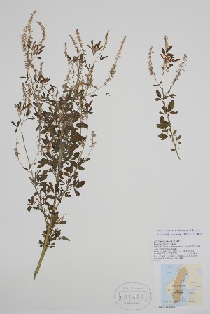  (Melilotus albus - BABY-07430)  @11 [ ] by (2022) Unspecified B.A. Bennett Herbarium (BABY)