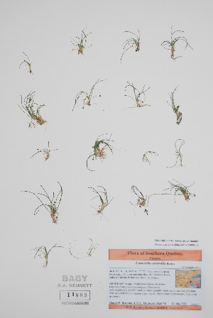  (Limosella australis - BABY-11802)  @11 [ ] by (2022) Unspecified B.A. Bennett Herbarium (BABY)