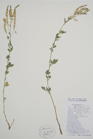  ( - BABY-07017)  @11 [ ] by (2022) Unspecified B.A. Bennett Herbarium (BABY)