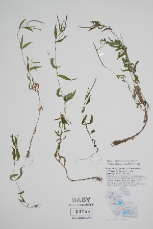  ( - BABY-11782)  @11 [ ] by (2022) Unspecified B.A. Bennett Herbarium (BABY)