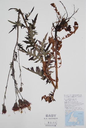  (Cirsium muticum - BABY-11144)  @11 [ ] by (2022) Unspecified B.A. Bennett Herbarium (BABY)