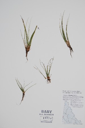  (Isoetes echinospora - BABY-11774)  @11 [ ] by (2022) Unspecified B.A. Bennett Herbarium (BABY)