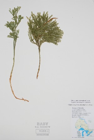  (Dendrolycopodium obscurum - BABY-09559)  @11 [ ] by (2022) Unspecified B.A. Bennett Herbarium (BABY)