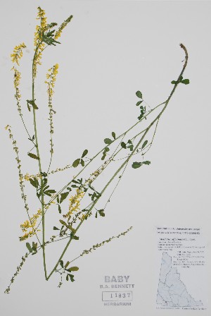  (Melilotus officinalis - BABY-11837)  @11 [ ] by (2022) Unspecified B.A. Bennett Herbarium (BABY)