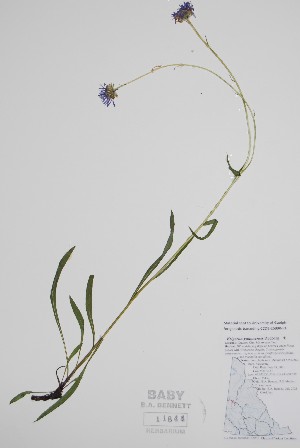  ( - BABY-11844)  @11 [ ] by (2022) Unspecified B.A. Bennett Herbarium (BABY)