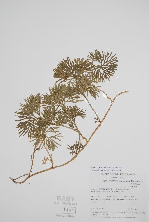  (Diphasiastrum digitatum - BABY-11451)  @11 [ ] by (2022) Unspecified B.A. Bennett Herbarium (BABY)