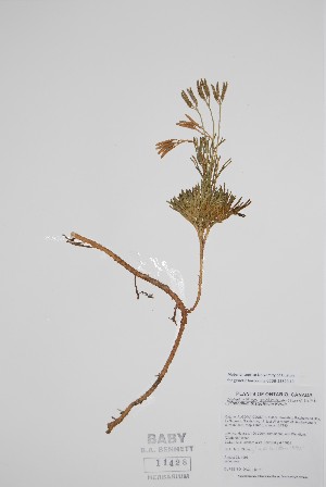  (Diphasiastrum tristachyum - BABY-11428)  @11 [ ] by (2022) Unspecified B.A. Bennett Herbarium (BABY)