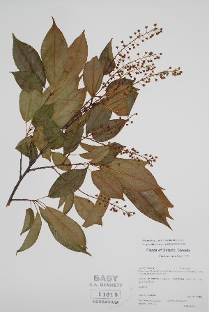  (Prunus serotina - BABY-11013)  @11 [ ] by (2022) Unspecified B.A. Bennett Herbarium (BABY)