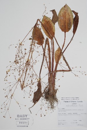 (Alisma subcordatum - BABY-11053)  @11 [ ] by (2022) Unspecified B.A. Bennett Herbarium (BABY)