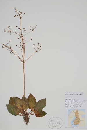 (Alisma plantago-aquatica - BABY-07493)  @11 [ ] by (2022) Unspecified B.A. Bennett Herbarium (BABY)