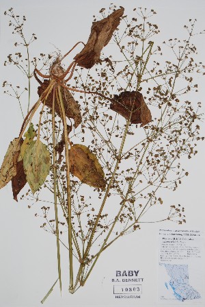 (Alisma triviale - BABY-10303)  @11 [ ] by (2022) Unspecified B.A. Bennett Herbarium (BABY)