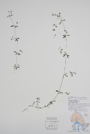  ( - BABY-10925)  @11 [ ] by (2022) Unspecified B.A. Bennett Herbarium (BABY)