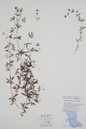  ( - BABY-07841)  @11 [ ] by (2022) Unspecified B.A. Bennett Herbarium (BABY)