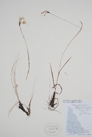  (Eriophorum gracile - CCDB-25898-A1)  @11 [ ] by (2022) Unspecified B.A. Bennett Herbarium (BABY)