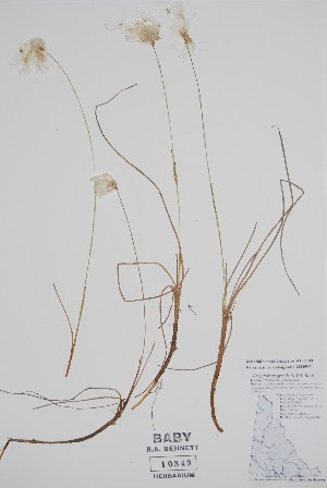  ( - CCDB-25898-A3)  @11 [ ] by (2022) Unspecified B.A. Bennett Herbarium (BABY)