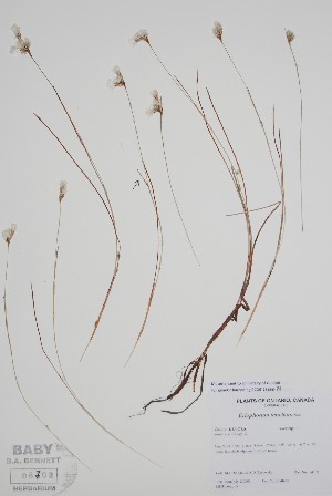  (Eriophorum tenellum - CCDB-25898-B1)  @11 [ ] by (2022) Unspecified B.A. Bennett Herbarium (BABY)