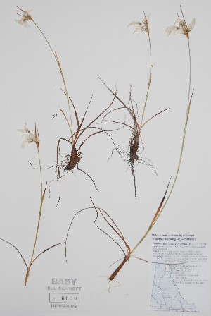  ( - CCDB-25898-B11)  @11 [ ] by (2022) Unspecified B.A. Bennett Herbarium (BABY)