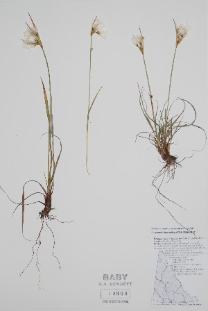  ( - CCDB-25898-B12)  @11 [ ] by (2022) Unspecified B.A. Bennett Herbarium (BABY)