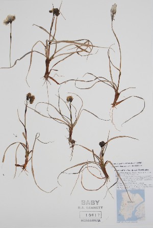  ( - CCDB-25898-B2)  @11 [ ] by (2022) Unspecified B.A. Bennett Herbarium (BABY)