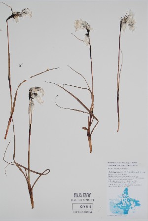  (Eriophorum triste - CCDB-25898-B3)  @11 [ ] by (2022) Unspecified B.A. Bennett Herbarium (BABY)