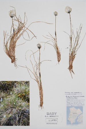  (Eriophorum vaginatum - CCDB-25898-B6)  @11 [ ] by (2022) Unspecified B.A. Bennett Herbarium (BABY)