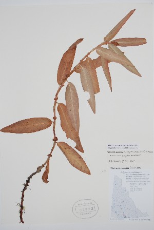  ( - CCDB-25898-C7)  @11 [ ] by (2022) Unspecified B.A. Bennett Herbarium (BABY)