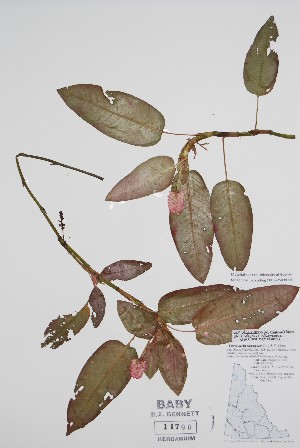  ( - CCDB-25898-C8)  @11 [ ] by (2022) Unspecified B.A. Bennett Herbarium (BABY)