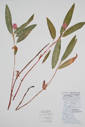  ( - CCDB-25898-C9)  @11 [ ] by (2022) Unspecified B.A. Bennett Herbarium (BABY)