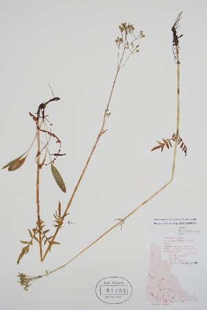  ( - CCDB-25898-D1)  @11 [ ] by (2022) Unspecified B.A. Bennett Herbarium (BABY)