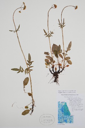  ( - CCDB-25898-D2)  @11 [ ] by (2022) Unspecified B.A. Bennett Herbarium (BABY)