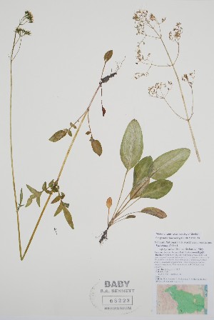  ( - CCDB-25898-D3)  @11 [ ] by (2022) Unspecified B.A. Bennett Herbarium (BABY)