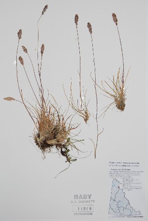  (Koeleria asiatica - CCDB-25898-E7)  @11 [ ] by (2022) Unspecified B.A. Bennett Herbarium (BABY)