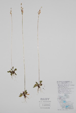  ( - CCDB-25898-F1)  @11 [ ] by (2022) Unspecified B.A. Bennett Herbarium (BABY)