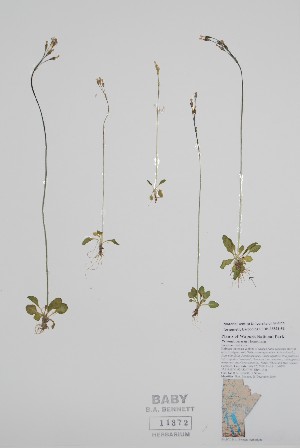  ( - CCDB-25898-F2)  @11 [ ] by (2022) Unspecified B.A. Bennett Herbarium (BABY)