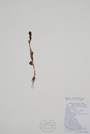  ( - CCDB-25898-F7)  @11 [ ] by (2022) Unspecified B.A. Bennett Herbarium (BABY)