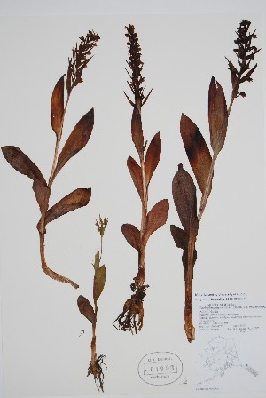  ( - CCDB-25898-F8)  @11 [ ] by (2022) Unspecified B.A. Bennett Herbarium (BABY)