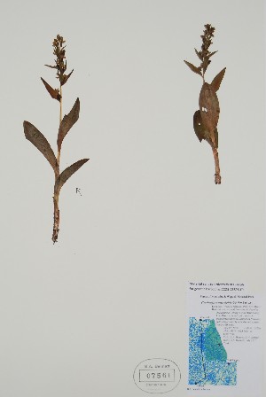  ( - CCDB-25898-F9)  @11 [ ] by (2022) Unspecified B.A. Bennett Herbarium (BABY)