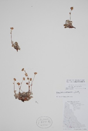  ( - CCDB-25898-H5)  @11 [ ] by (2022) Unspecified B.A. Bennett Herbarium (BABY)