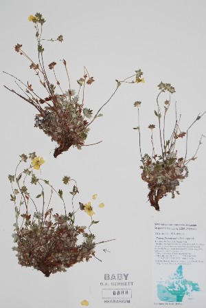  (Potentilla vulcanicola - CCDB-25898-H7)  @11 [ ] by (2022) Unspecified B.A. Bennett Herbarium (BABY)