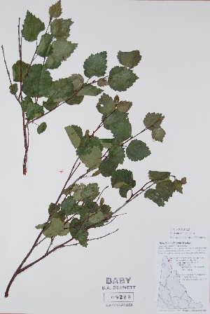  ( - BABY-09280)  @11 [ ] CreativeCommons  Attribution (Bruce A. Bennett) (2018) Unspecified B.A. Bennett Yukon Herbarium