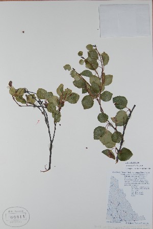 ( - BABY-00311)  @11 [ ] CreativeCommons  Attribution (Bruce A. Bennett) (2018) Unspecified B.A. Bennett Yukon Herbarium