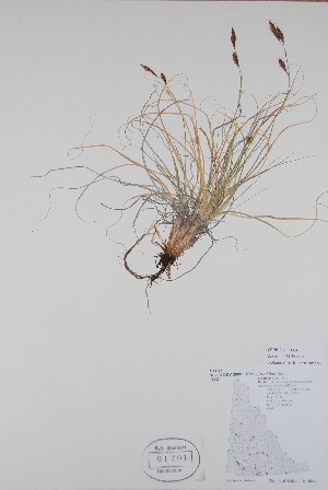 ( - BABY-01701)  @11 [ ] CreativeCommons  Attribution (Bruce A. Bennett) (2018) Unspecified B.A. Bennett Yukon Herbarium