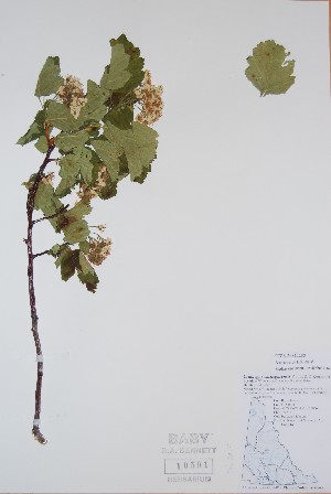  ( - BABY-10501)  @11 [ ] CreativeCommons  Attribution (Bruce A. Bennett) (2018) Unspecified B.A. Bennett Yukon Herbarium