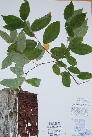  ( - BABY-10292)  @11 [ ] CreativeCommons  Attribution (Bruce A. Bennett) (2018) Unspecified B.A. Bennett Yukon Herbarium