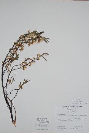  ( - BABY-09521)  @11 [ ] CreativeCommons  Attribution (Bruce A. Bennett) (2018) Unspecified B.A. Bennett Yukon Herbarium