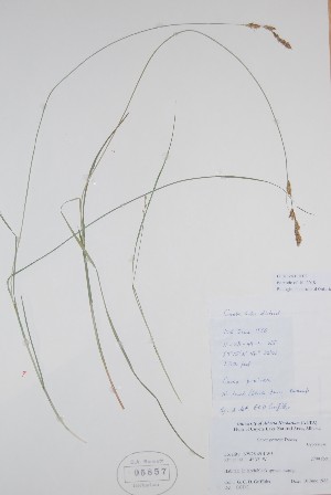  (Carex prairea - BABY-05857)  @11 [ ] CreativeCommons  Attribution (Bruce A. Bennett) (2018) Unspecified B.A. Bennett Yukon Herbarium