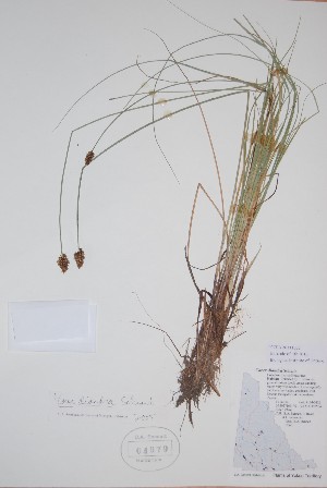  ( - BABY-04679)  @11 [ ] CreativeCommons  Attribution (Bruce A. Bennett) (2018) Unspecified B.A. Bennett Yukon Herbarium