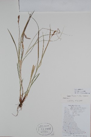  ( - BABY-01700)  @11 [ ] CreativeCommons  Attribution (Bruce A. Bennett) (2018) Unspecified B.A. Bennett Yukon Herbarium