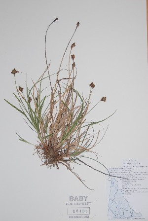  ( - BABY-10496)  @11 [ ] CreativeCommons  Attribution (Bruce A. Bennett) (2018) Unspecified B.A. Bennett Yukon Herbarium
