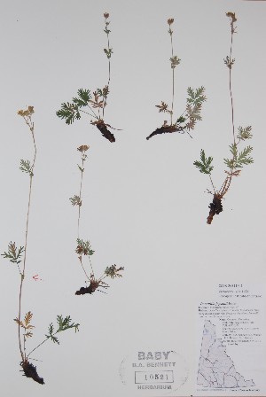  ( - BABY-10521)  @11 [ ] CreativeCommons  Attribution (Bruce A. Bennett) (2018) Unspecified B.A. Bennett Yukon Herbarium